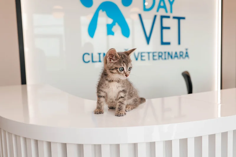 Logo DayVet.ro